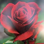 Angelo Pascucci - @pascucci2849 - Instagram