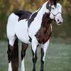 angelopicarelli1 - @angelopicarelli1 - TikTok