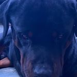 Angelo Rocco Marafioti - @angeloroccomarafioti - Instagram