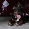 ANGELO - @angeloturco15 - TikTok