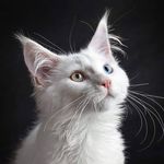 Angelo | Maine Coon Cat - @angelo_white_mainecoon_oddeyes - Instagram