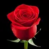 ANGIE BARRON - @angie.barron4 - TikTok