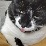 Angie Crazycatlady Young - @angiebartlett - Instagram