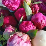 Angie Holdaway Blooms on Boyce Flower Stall - @angie.holdaway - Instagram