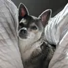 angie - @angie.cherry - TikTok