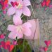 Angie Cherry - Facebook
