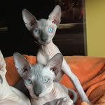Soco Colby Trixie Lil Angie - @soco_colby_trixie_corwin_angie - Instagram