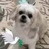 Angie Salleroli Conti - @angie.salleroli.c - TikTok