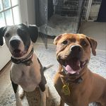 Angie Ferrell - @cronicals_of_phoebe_and_gunner - Instagram