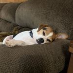 Angie Garrison Maffett - @russell_and_the_rescues - Instagram