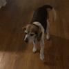 Angie - @angie.graham2.0 - TikTok