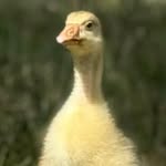 Escape to my Hobbyfarm 🚜 Farm Animal Rescue & Refuge. - @angie_grech - Instagram