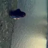angelaa - @angiegue - TikTok