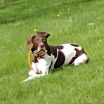 Angie Chrysler Hoeft - Facebook