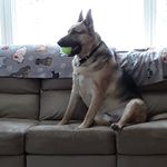 angie horner - @for_the_love_of_dogs88 - Instagram