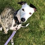 Angie Hunter - @buppybishop - Instagram