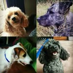 Bailey, Jasper, Angie and Kipp - @the_four_awesome_doges - Instagram