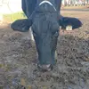 AngieKnapp13 - @angieknapp13 - TikTok