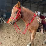 Angie McBride - @endurance_equestrian - Instagram