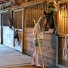Angie O - @angie_at_the_barn - TikTok