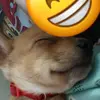 Angelo - @angiepennington7 - TikTok