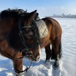 Angelina - @angi_equistrain - Instagram