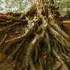 Root - @angietheroot - TikTok