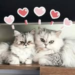 Angie, Chelsea and baby Rocky - @angie.silver.cat - Instagram