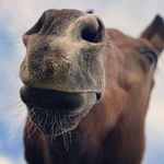 Angie Singer - @angieshandyphotos - Instagram
