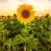 Angel Sipe - @sunflower102207 - TikTok