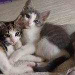 Angie Sneed - @kittymamaxstitcher - Instagram