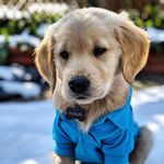 Angie Stevenson - @my_buddy_pickles - Instagram