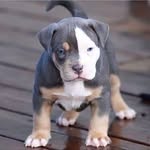 angie wise - @malcolmamicarelli763 - Instagram