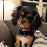 Angie Wolff Howdeshell - @maisey_the_cav - Instagram
