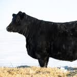 Brookside Angus - @brooksideangus - Instagram