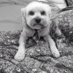 angus dodds 🐶 - @angydog - Instagram