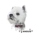 Angus - @lifeof_angusdodds - Instagram