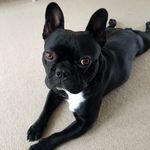 Angus “Gus” Gardner - @angus_but_call_me_gus - Instagram