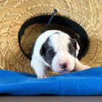 Angus Hamilton - @gus.ham0 - Instagram