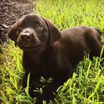 E-Hawks Prime Black Angus - @angus_hunts - Instagram