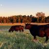 Hunt Angus Ranch - @huntangus - TikTok