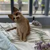 Lai angus - @lai.angus5 - TikTok