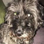 Angus - Laird of Ballyquin - @angi_pangy - Instagram