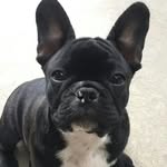Angus - Laird of Glencoe - @angus_frenchie - Instagram