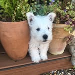 Angus Cameron Laird of Argyll - @angus_cameron_the_westie - Instagram
