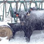 Midrock Angus Farms in Penn Laird - Facebook