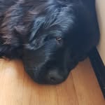 Angus Mackenzie - @angusmackenzie2018 - Instagram