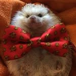 Angus Mackenzie - @angus_the_hedgehog - Instagram