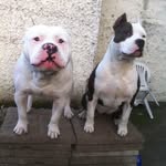 Angus Mcdonnell - @mcdonnellangus - Instagram
