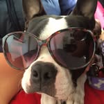 Angus McLeod - @boss.town_terrier - Instagram
